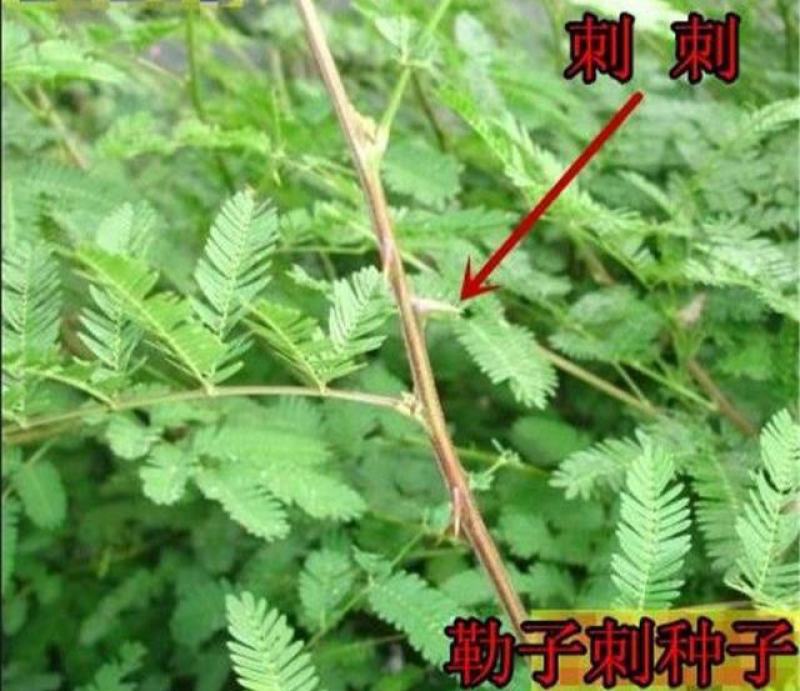 刺树种子围园簕簕籽树勒子树种子围园刺篱笆荆棘种子