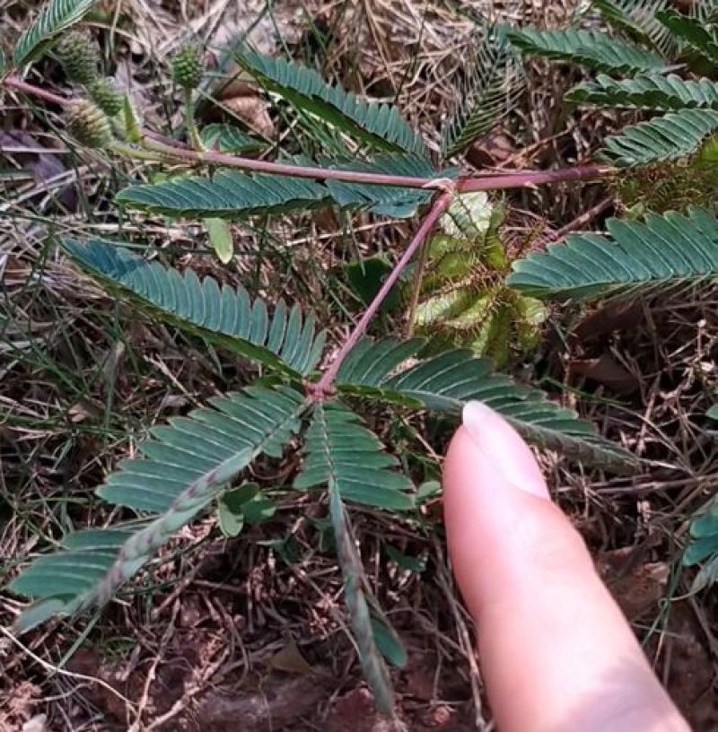 刺树种子围园簕簕籽树勒子树种子围园刺篱笆荆棘种子
