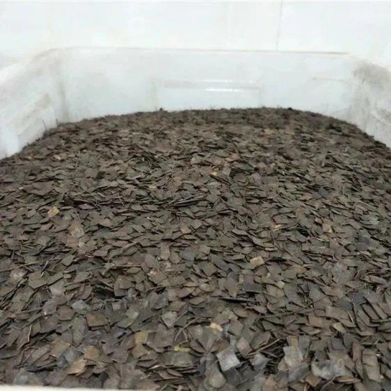 刺树种子围园簕簕籽树勒子树种子围园刺篱笆荆棘种子