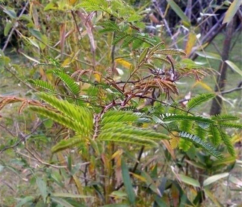刺树种子围园簕簕籽树勒子树种子围园刺篱笆荆棘种子