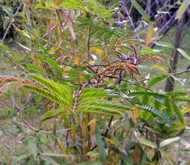 刺树种子围园簕簕籽树勒子树种子围园刺篱笆荆棘种子