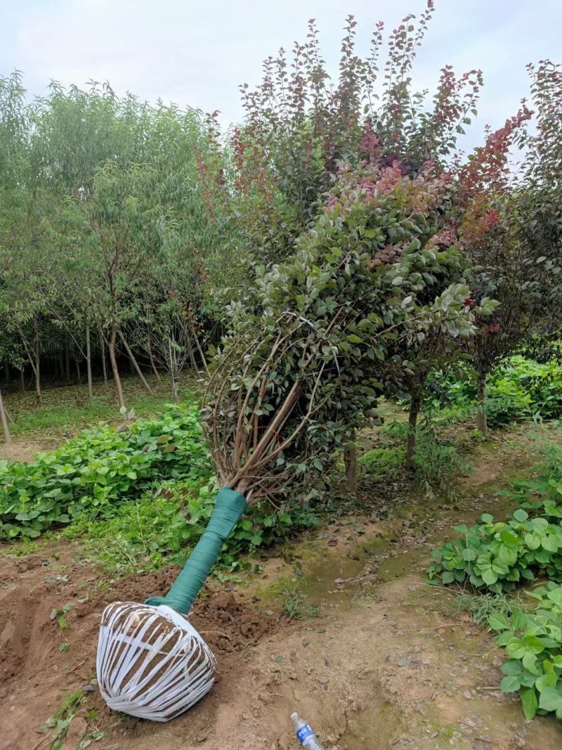 10公分美人梅杆直冒圆