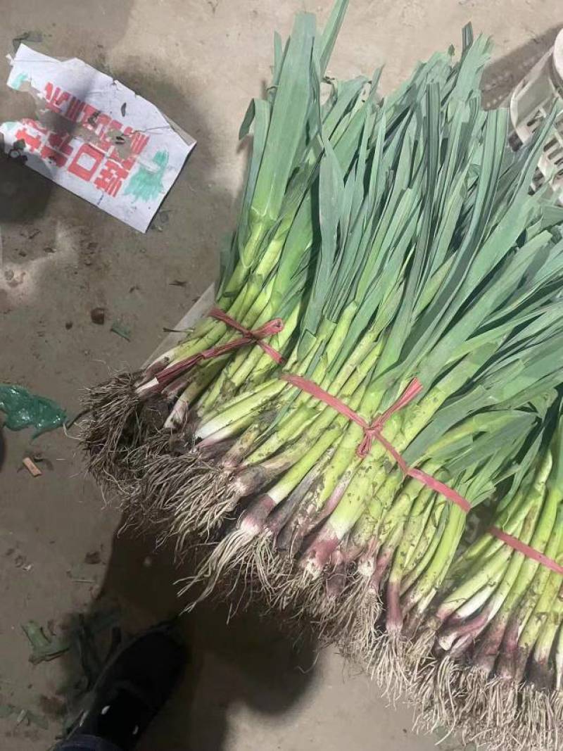 精品青蒜苗