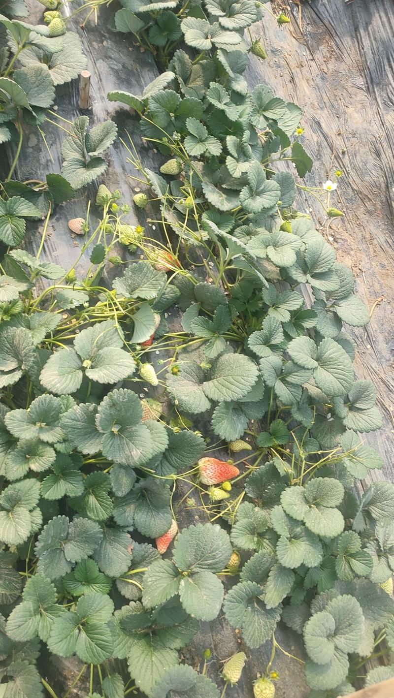 草莓秧苗盆栽四季草莓苗奶油草莓南方北方种植当年结果