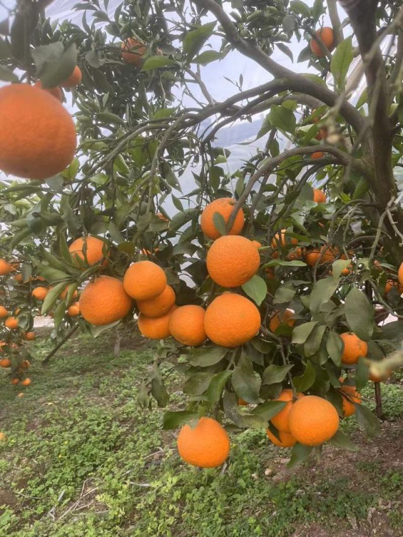 青见柑桔