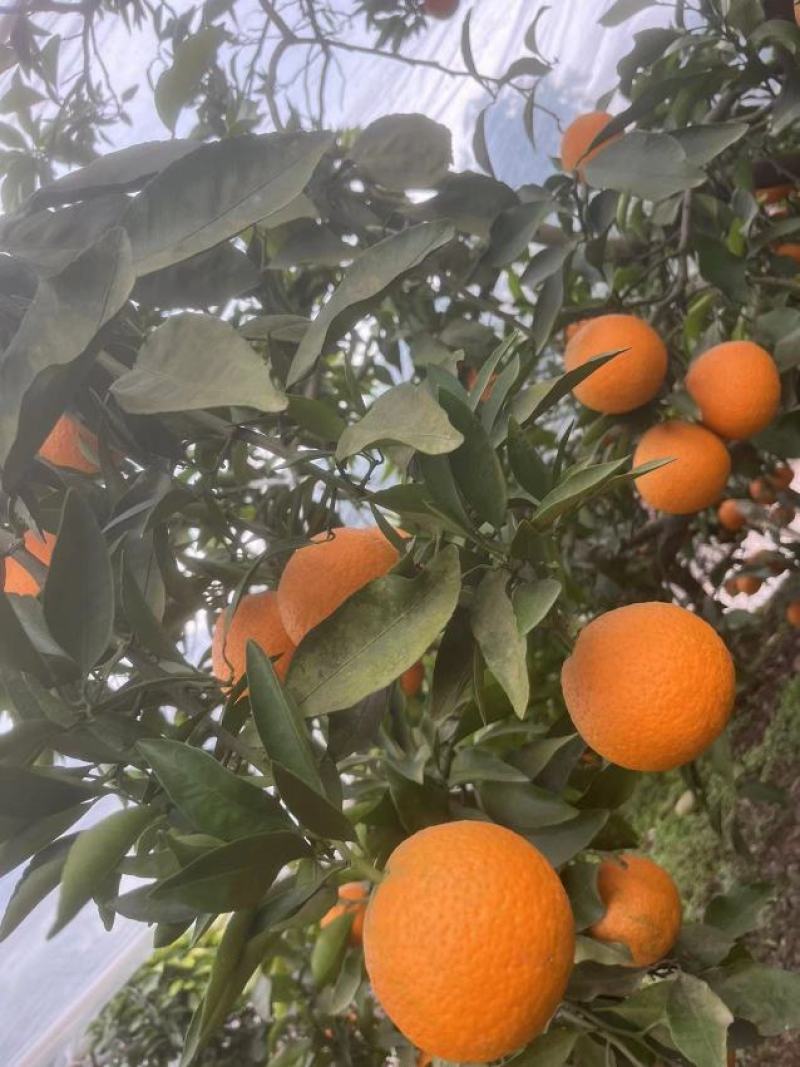 青见柑桔