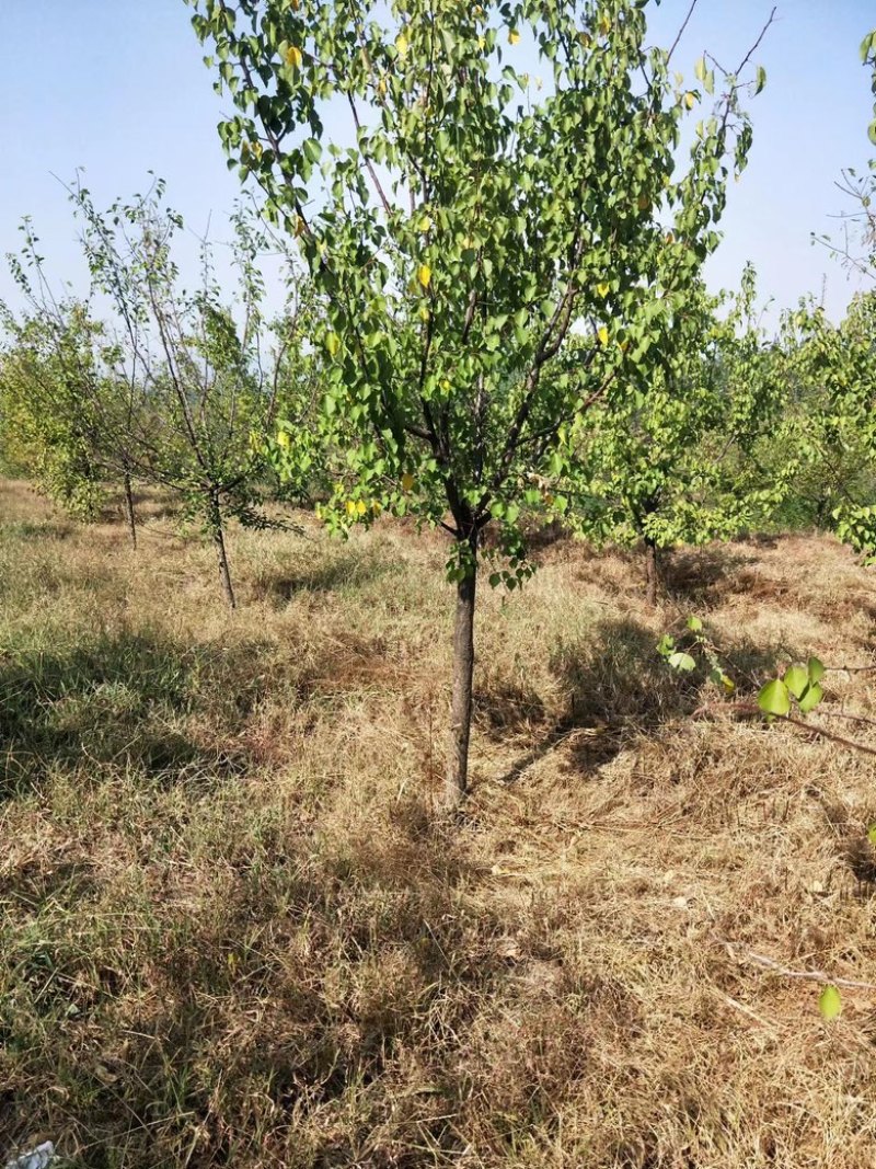 山杏苗，山杏杯苗，裸根苗，土球苗，大量供应，产地直发