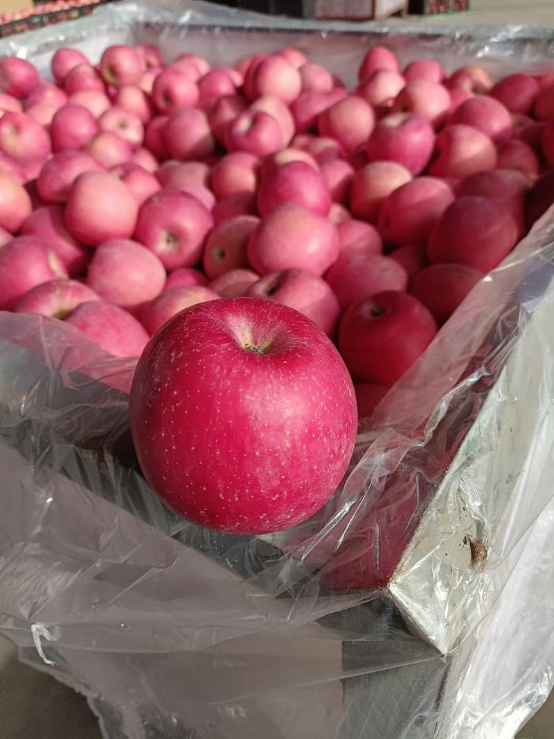 精品红富士苹果，产地发货，口感脆甜，大量有货全部手选