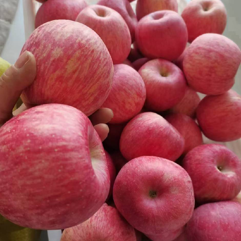 精品红富士苹果，产地发货，口感脆甜，大量有货全部手选