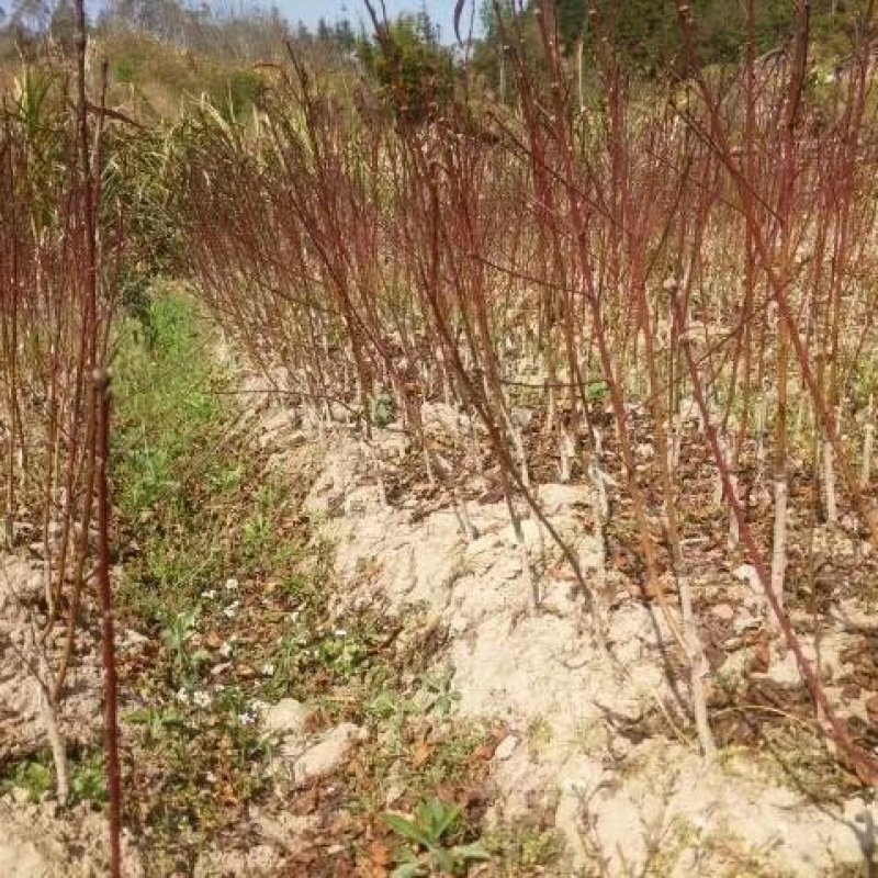 连平鹰嘴桃树苗，红花鹰嘴桃苗，顺丰包邮，提供技术