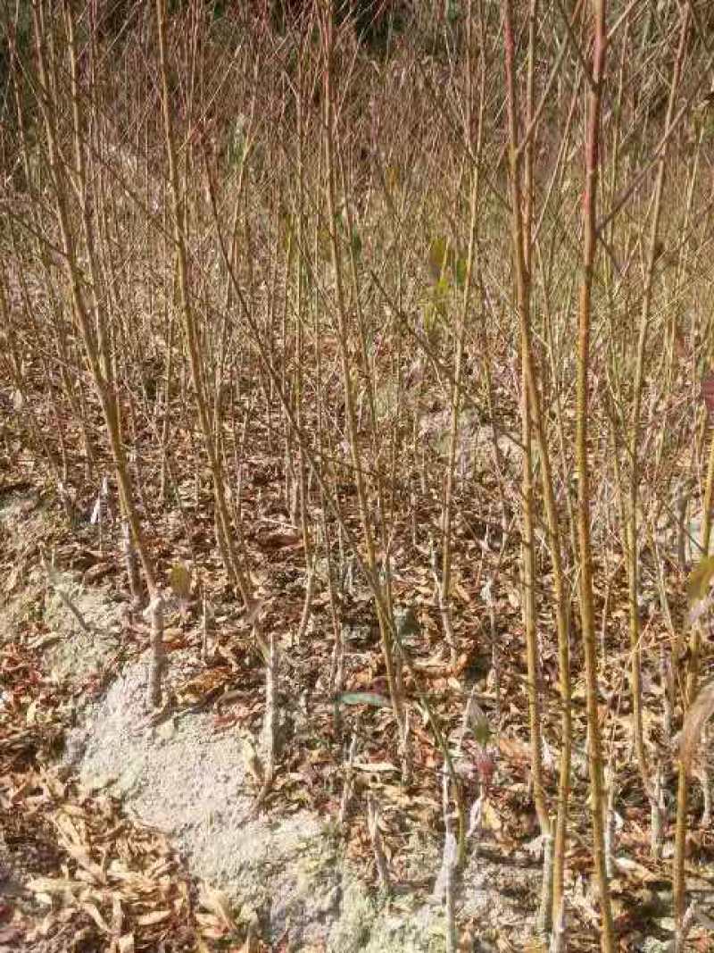 连平鹰嘴桃树苗，红花鹰嘴桃苗，顺丰包邮，提供技术