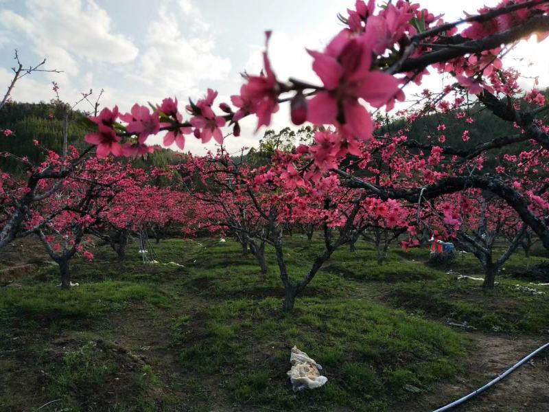 连平鹰嘴桃树苗，红花鹰嘴桃苗，顺丰包邮，提供技术