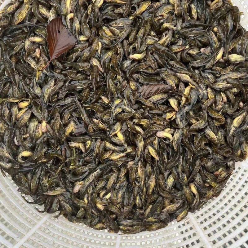 黄颡鱼苗，黄骨鱼苗，黄辣丁，免费提供养殖技术。