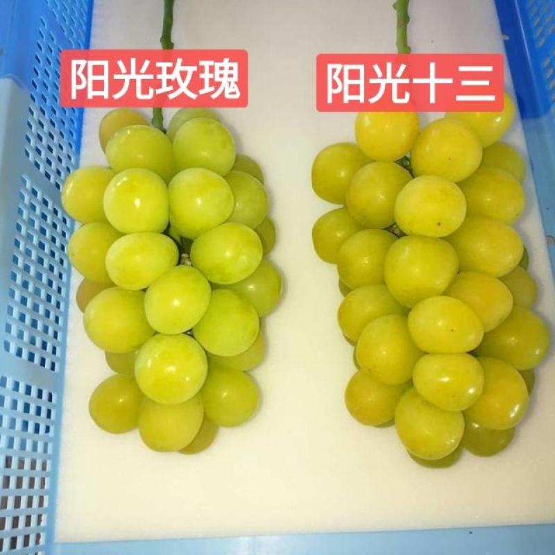 阳光十三葡萄苗（天香玫瑰)粒大香甜，保纯保活，基地直发