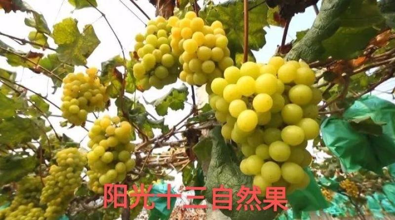 阳光十三葡萄苗（天香玫瑰)粒大香甜，保纯保活，基地直发