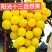 阳光十三葡萄苗（天香玫瑰)粒大香甜，保纯保活，基地直发
