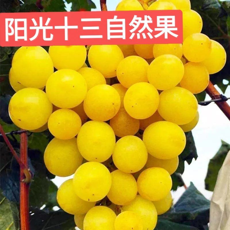 阳光十三葡萄苗（天香玫瑰)粒大香甜，保纯保活，基地直发