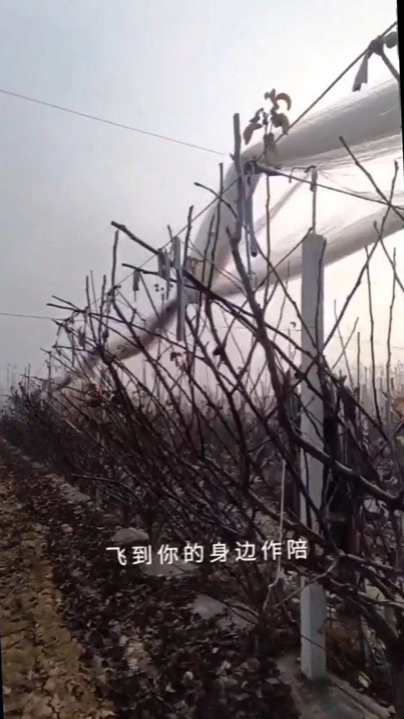 综丝尼龙材质25线防鸟网各种规格批发零售欢迎新老
