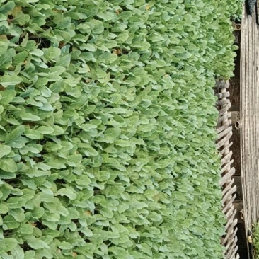 菜花苗，青梗小米，基地直供，商品质量保证