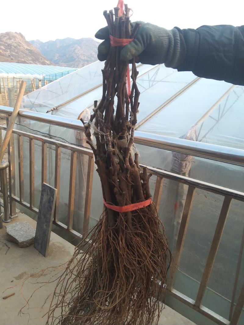 红提葡萄苗，红色大粒晚熟提子高产，纯甜，耐储运，基地直发
