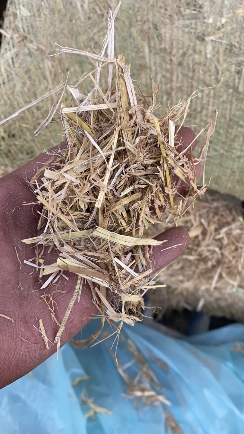 过筛铡段稻草