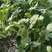 大量出售优质京欣各种西瓜每天出国10万斤