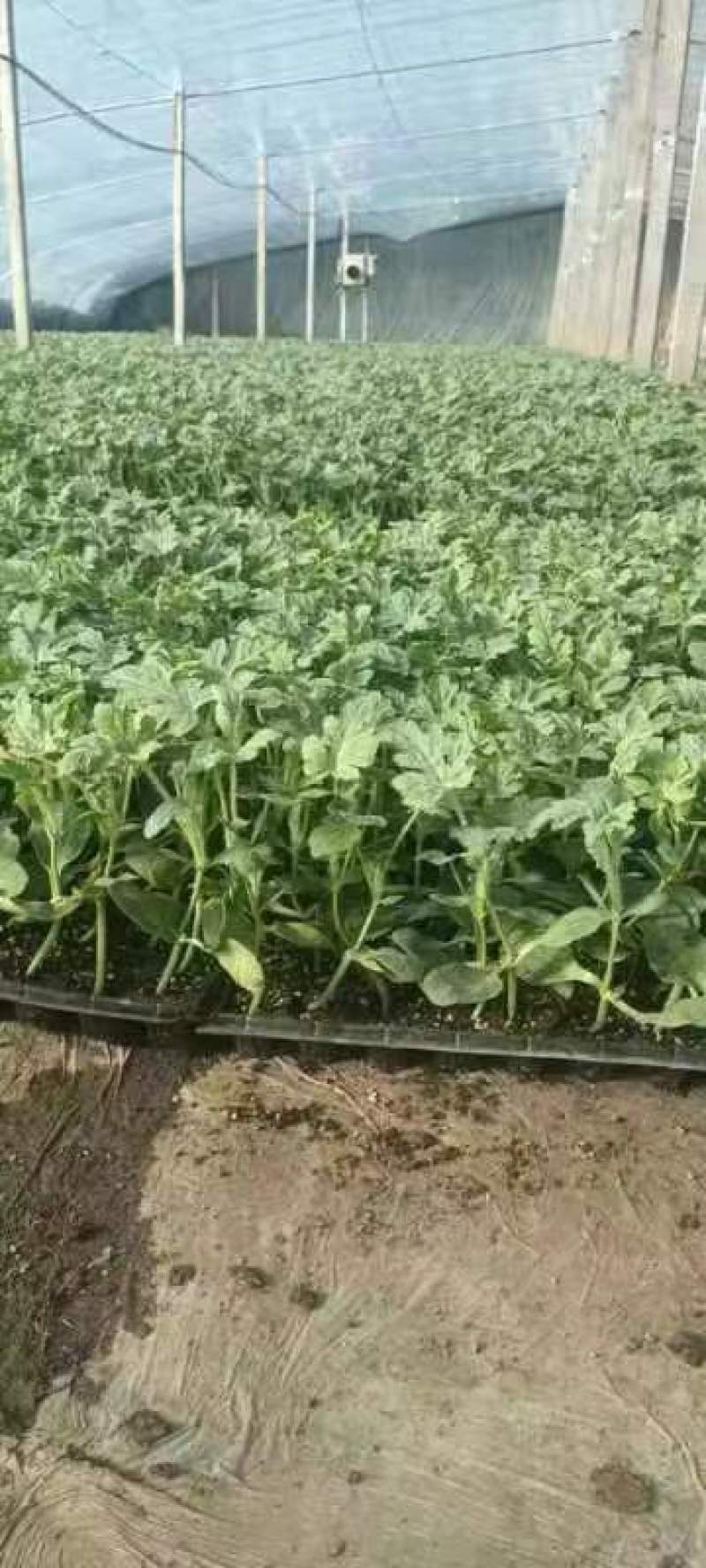 西瓜苗大量现货京欣西瓜苗脱毒基地直供视频看货