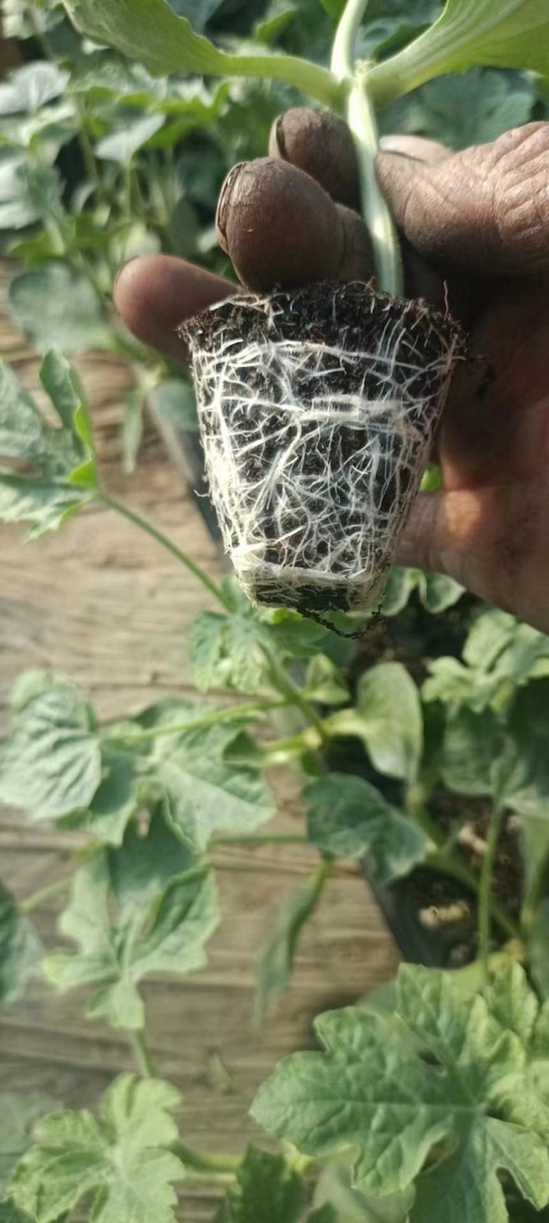 西瓜苗大量现货京欣西瓜苗脱毒基地直供视频看货