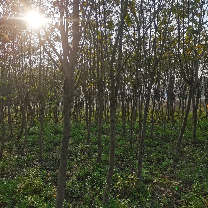 清地苗，急出！！！宫粉紫荆、六旺树、苹婆树好几个品种