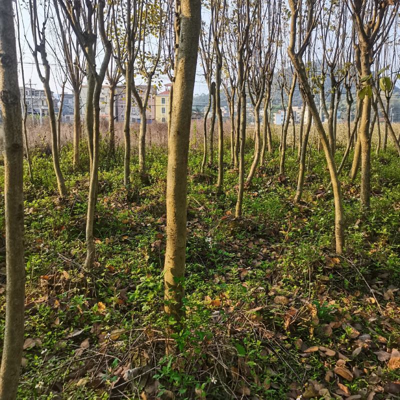 清地苗，急出！！！宫粉紫荆、六旺树、苹婆树好几个品种