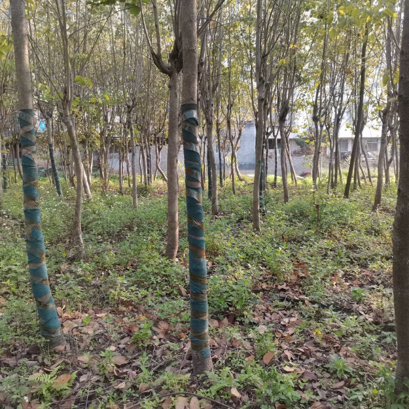 清地苗，急出！！！宫粉紫荆、六旺树、苹婆树好几个品种