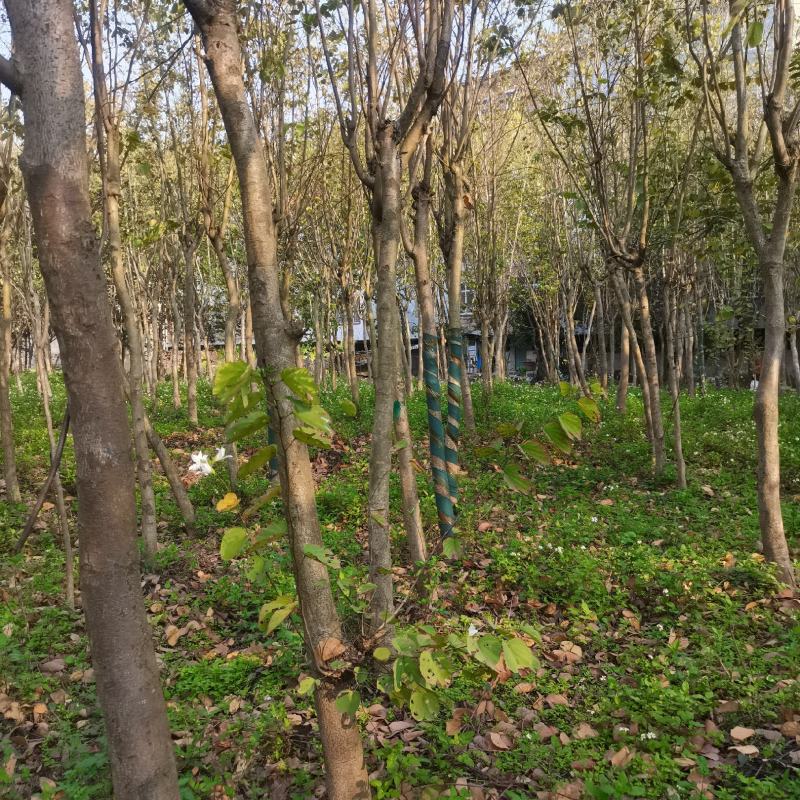 清地苗，急出！！！宫粉紫荆、六旺树、苹婆树好几个品种