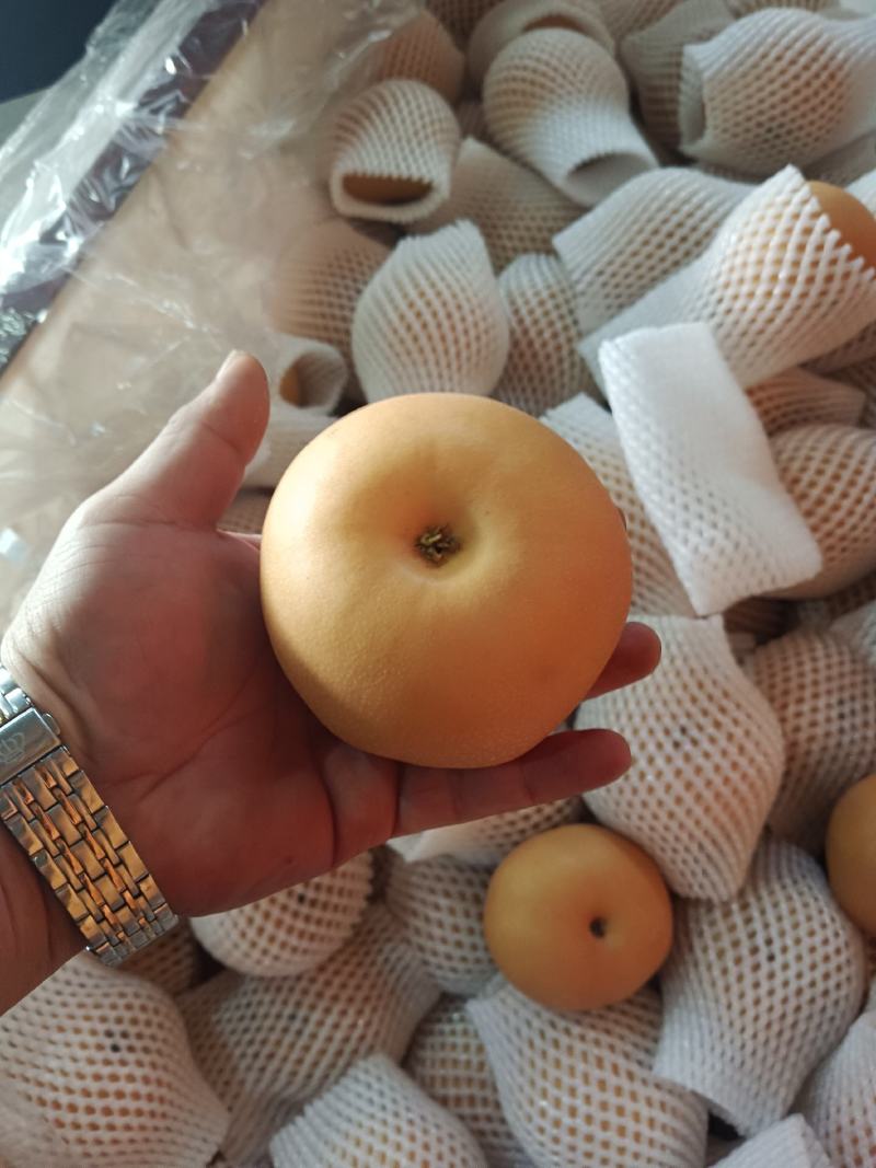 秋月梨皮薄