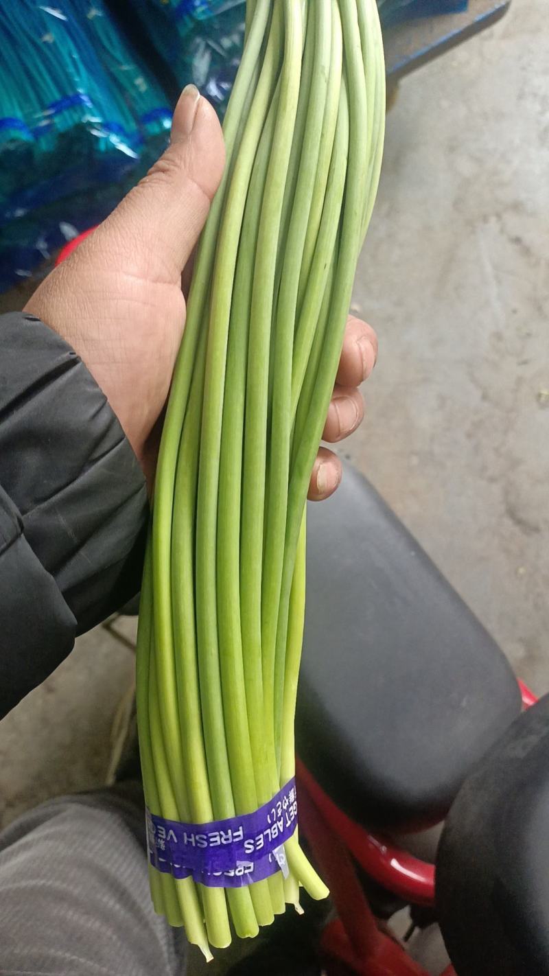 鲜蒜薹红帽蒜薹