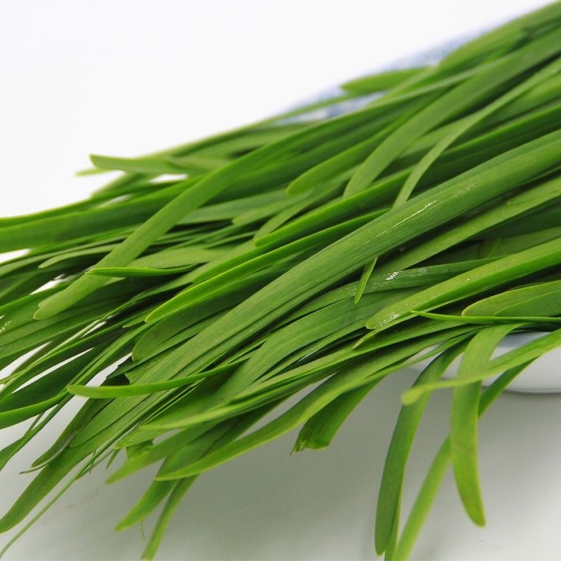 优质韭菜乐亭韭菜，产地发货大量上市货源充足
