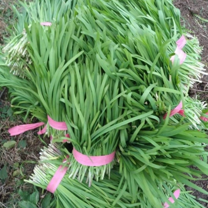 优质韭菜乐亭韭菜，产地发货大量上市货源充足