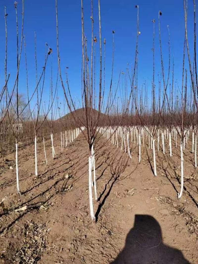 【优选精品】鸡心果苗，辽宁朝阳双塔区果苗基地数量大品质高