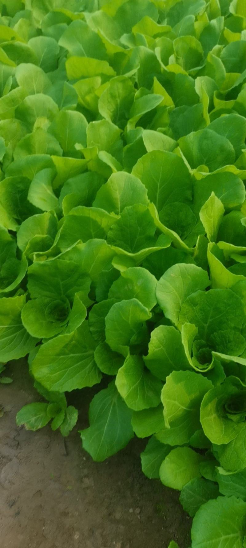 蔬菜种植基地小白菜