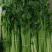 【牛商推荐】精选香芹产地现发，新鲜到家，量大从优