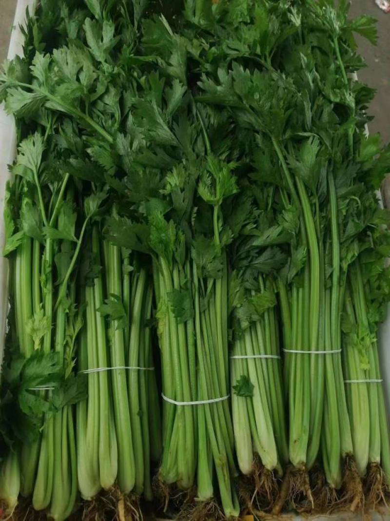 【牛商推荐】精选香芹产地现发，新鲜到家，量大从优