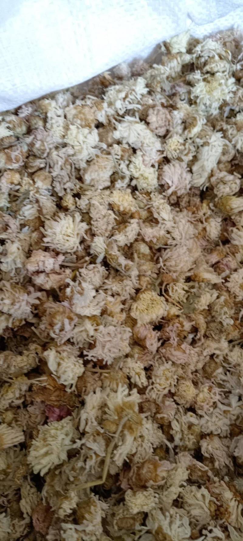 菊花新货菊花现货供应批发各种中药材量大优惠