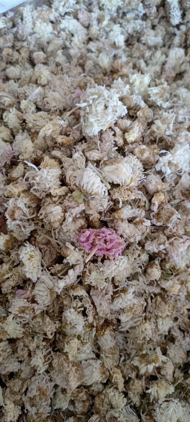 菊花新货菊花现货供应批发各种中药材量大优惠