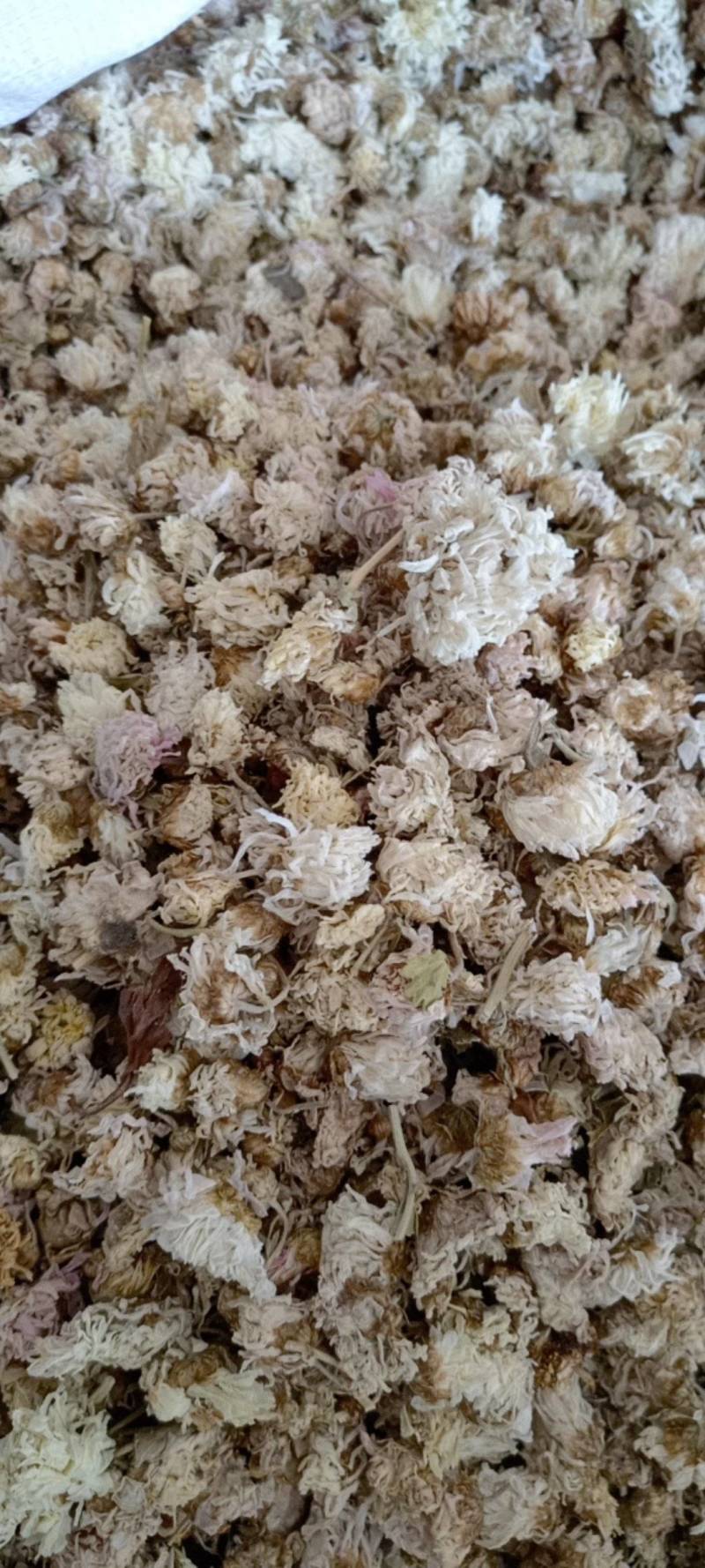 菊花新货菊花现货供应批发各种中药材量大优惠