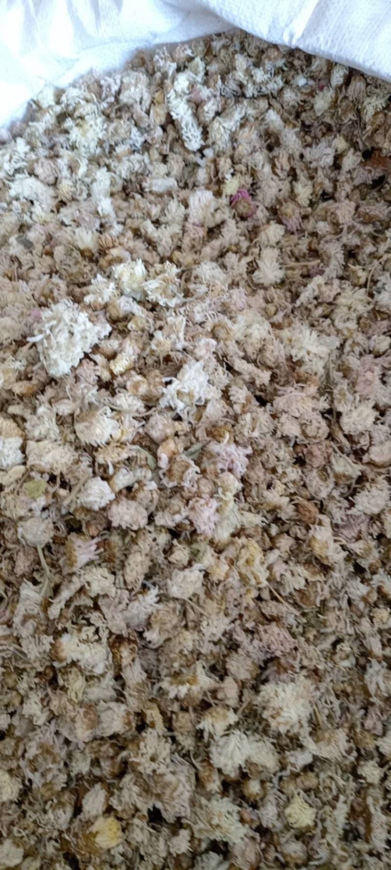 菊花新货菊花现货供应批发各种中药材量大优惠