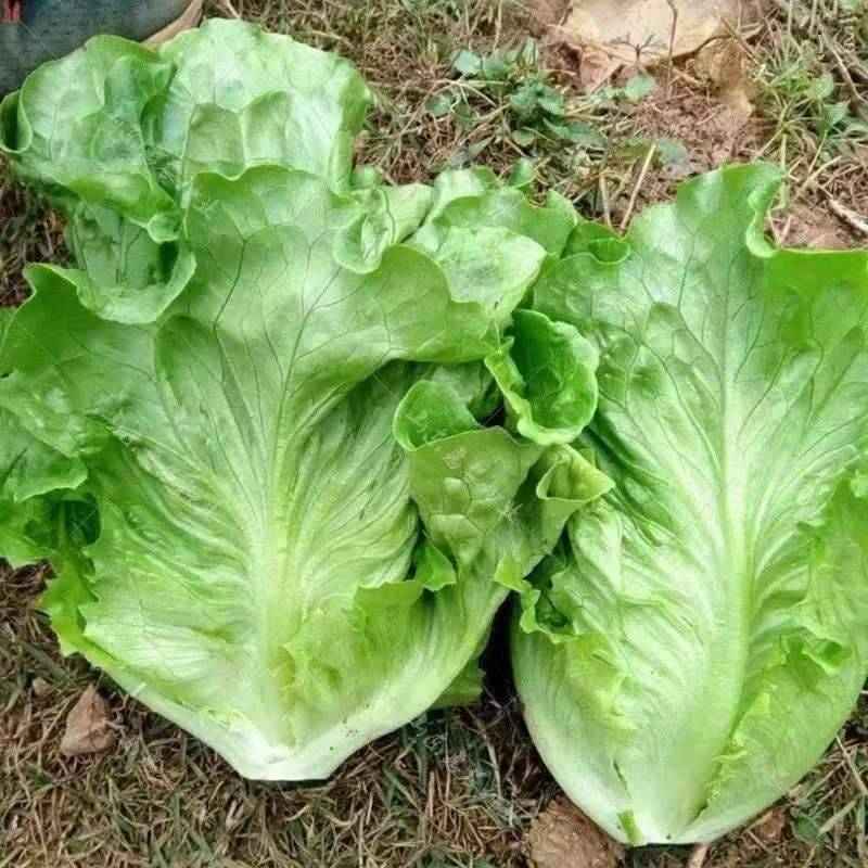【生菜】意大利生菜基地供货量大从优对接全国可代加工