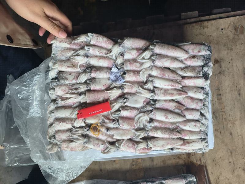 鱿鱼小鱿鱼路冻鱿鱼鱿鱼仔鱿鱼6-8鱿鱼小海兔