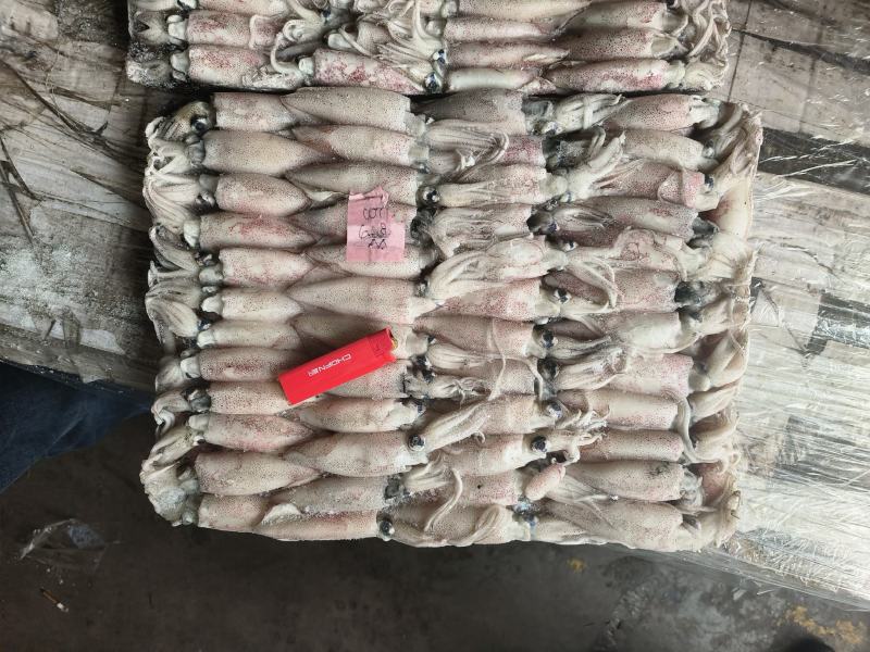 鱿鱼小鱿鱼路冻鱿鱼鱿鱼仔鱿鱼6-8鱿鱼小海兔