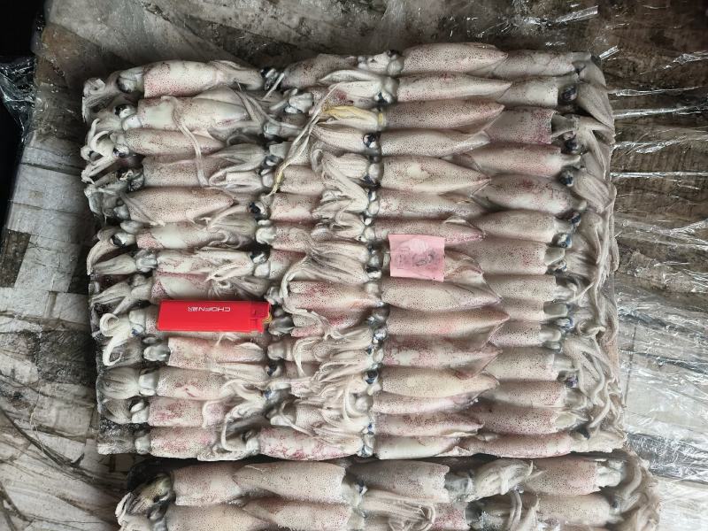 鱿鱼小鱿鱼路冻鱿鱼鱿鱼仔鱿鱼6-8鱿鱼小海兔