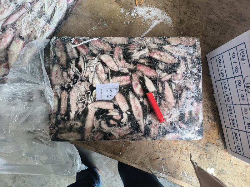 鱿鱼小鱿鱼路冻鱿鱼鱿鱼仔鱿鱼6-8鱿鱼小海兔