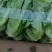 【生菜】意大利生菜基地供货量大从优对接全国可代加工